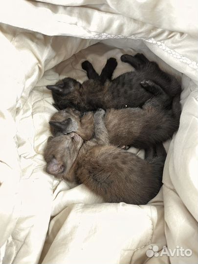 Кошка в дар бесплатно