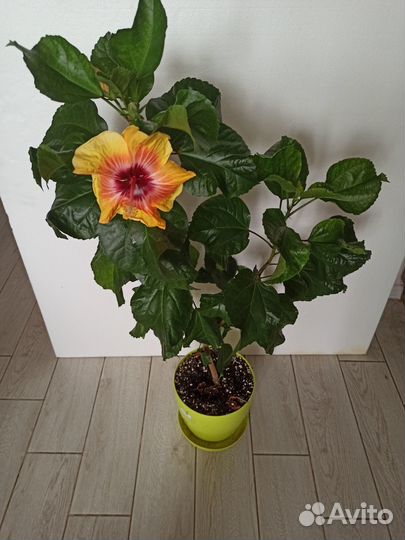 Гибискус Jayella