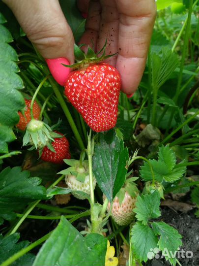 Рассада клубники и ремонтантной малины