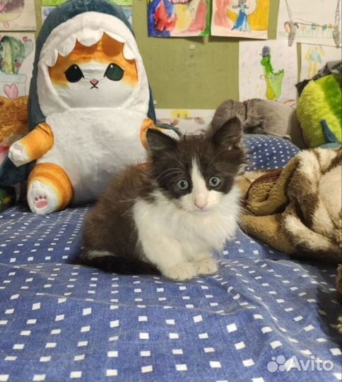 Двухмесячный котёнок ищет дом