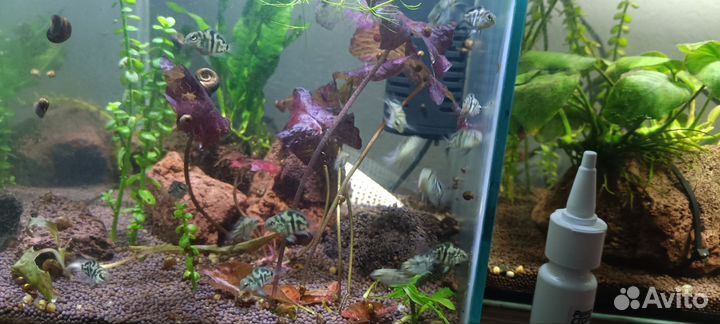 Аквариумные рыбки черноволосый попугай