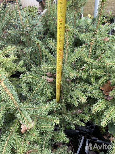 Ель сизая колючая