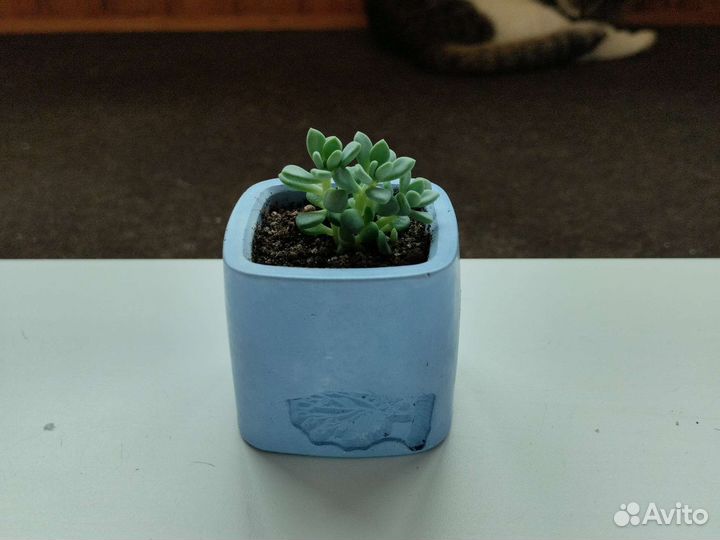 Пахифитум суккулент комнатное растение