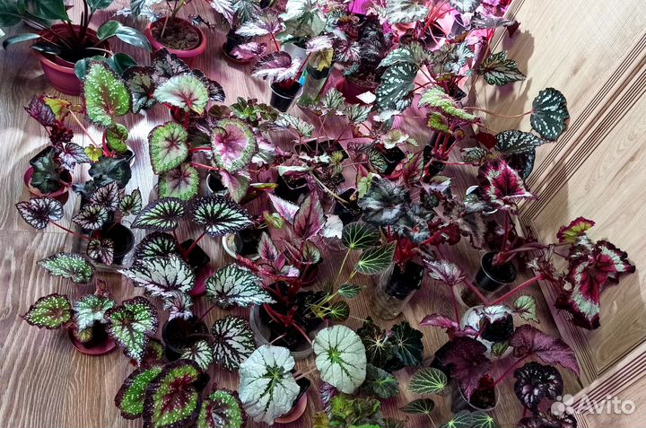 Комнатные растения цветы бегонии