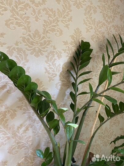 Фикус пестролистный, монстера, замиакулькас