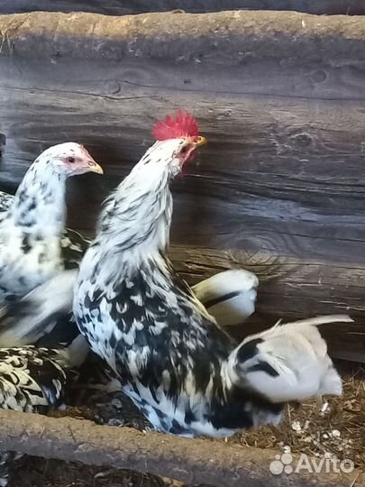 Орловские ситцевые, павловские золотые