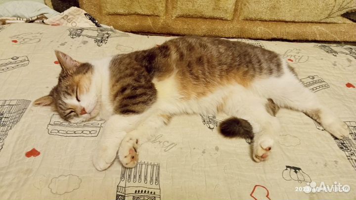 Молодой кошечке нужен дом