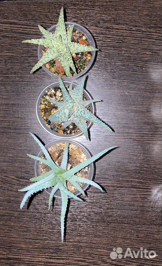 Крассулы,Эониумы,Алоэ,Агавы,Хавортии.Суккуленты