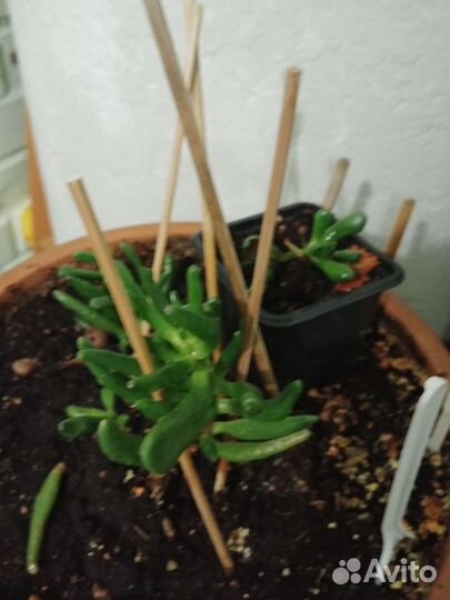 Крассула толстянка(хоббит)