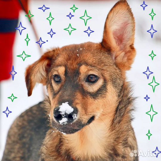 Альма и Бим