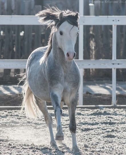 Лошадь жеребец