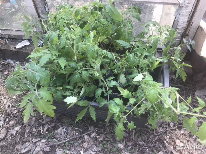 Бычье сердце