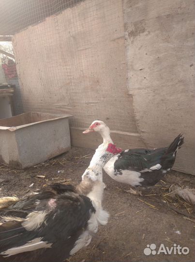 Селезень индоутки