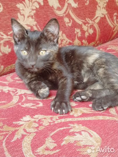 Кошечка в добрые руки