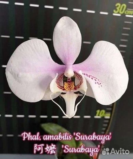 Phal. amabilis 'Surabaya'