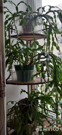 Хатиора, декабрист, драцена