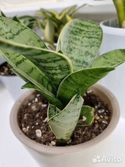 Сансевьерии 5видов детки