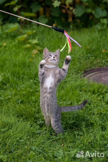 Котята Бусик и Персея в добрые ручки