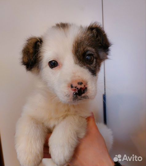 Щенок в добрые руки