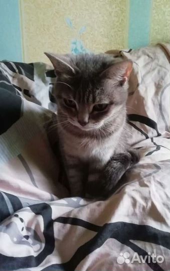 Кошка в дар
