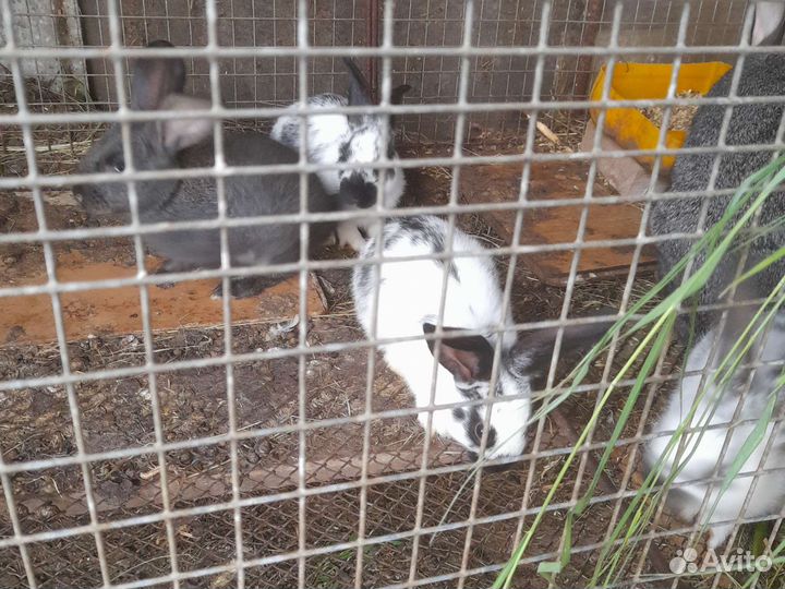 Кролики 2 мес