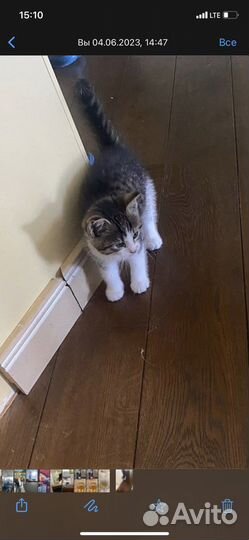 Котенок в дар бесплатно