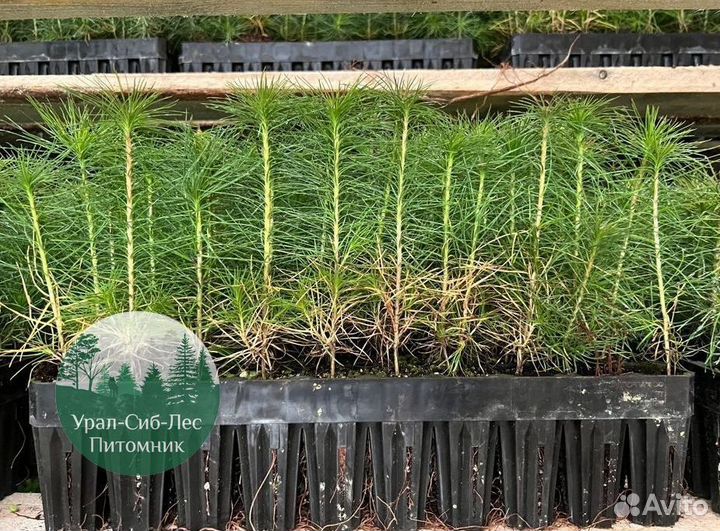 Сосна зкс окс сеянцы Ель Лиственница Голуб Горная