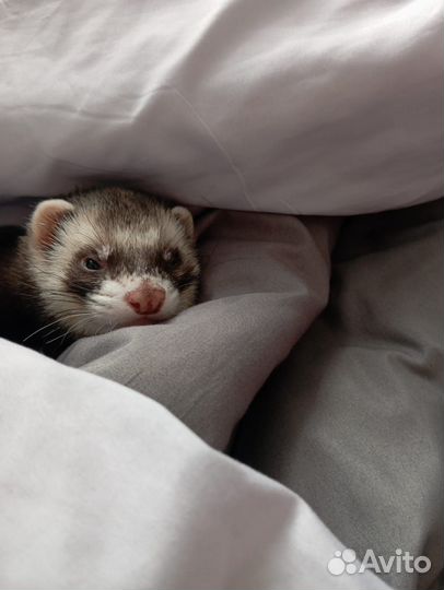 Вязка хорька