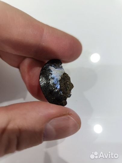 Дуга ракушки аммонита с перламутром