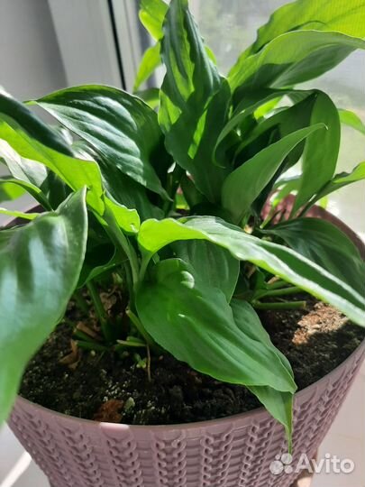 Спатифиллум