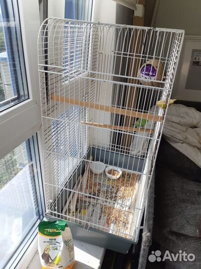 Попугай волнистый и большая клетка