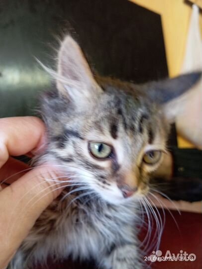 Котенок в дар