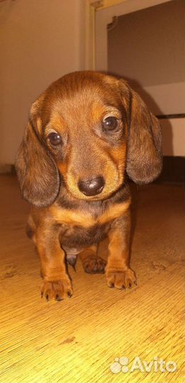 Кроличья такса вязка