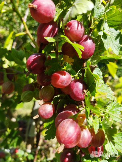 Крыжовник саженцы