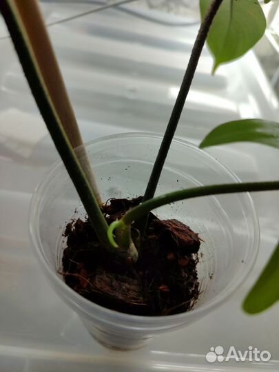 Филодендрон маска вариегатная