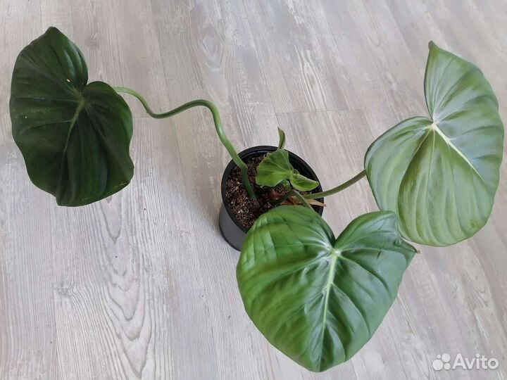 Филодендроны