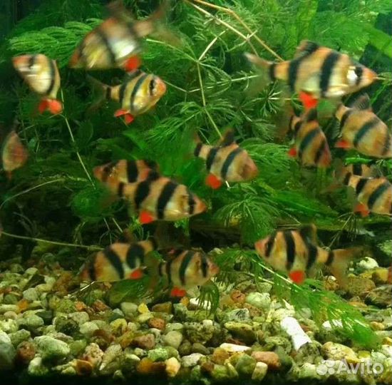 Аквариумные рыбки