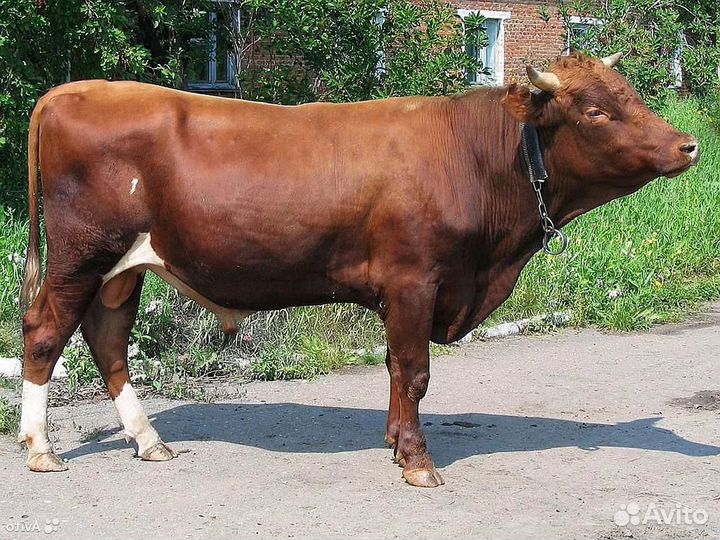 Быки и телки на мясо