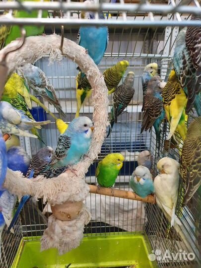 Волнистый попугай самка самец