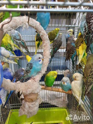 Волнистый попугай самка самец