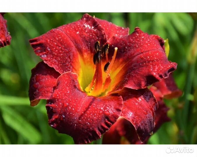 Лилейник Pardon Me