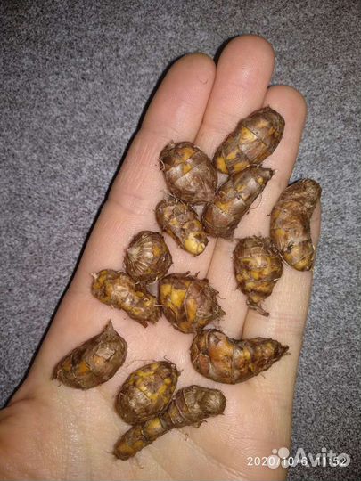 Кусты крыжовника,жёлтой малины, ежевики, абрикоса