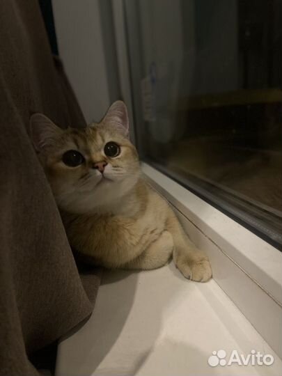 Британская золотая шиншилла