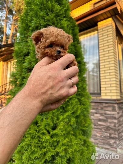 Мальтипу микро тикап тедди пудель ай ай аййййййй