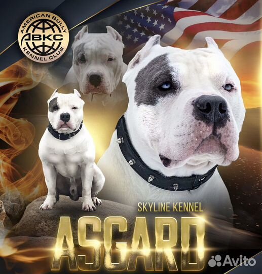 Американский булли вязка