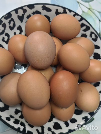 Домашние куриные яйца