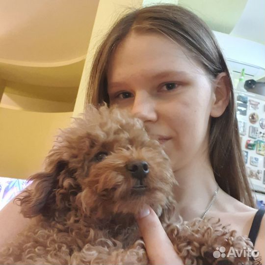 Передержка собак в домашних условиях, зооняня