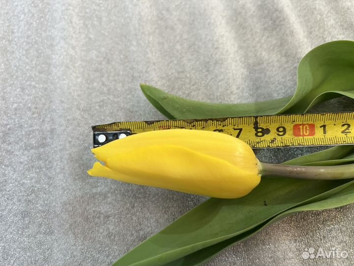 Гигантские тюльпаны Сочи на луке (реальные фото)