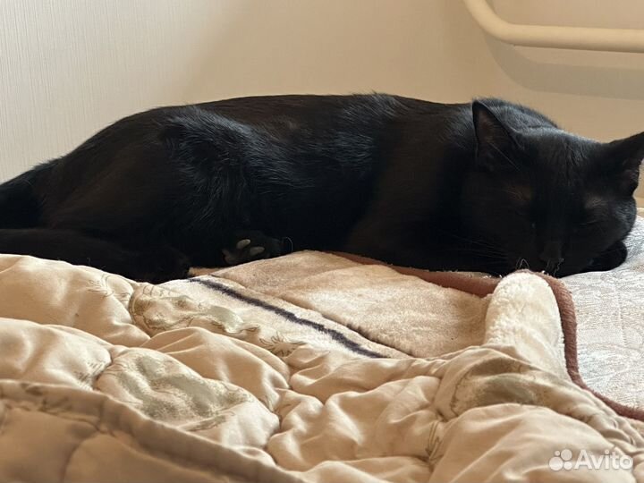 Кот в добрые руки