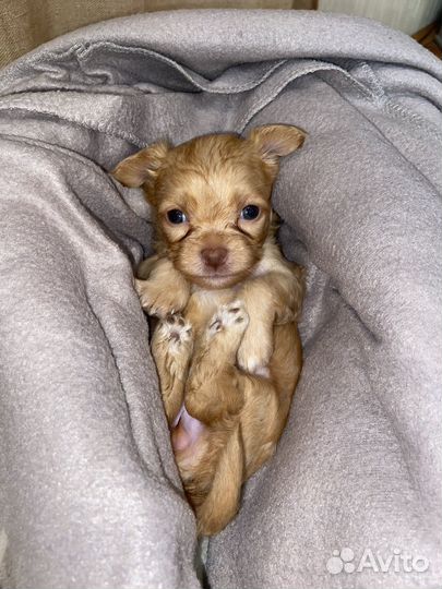 Щенки чорки